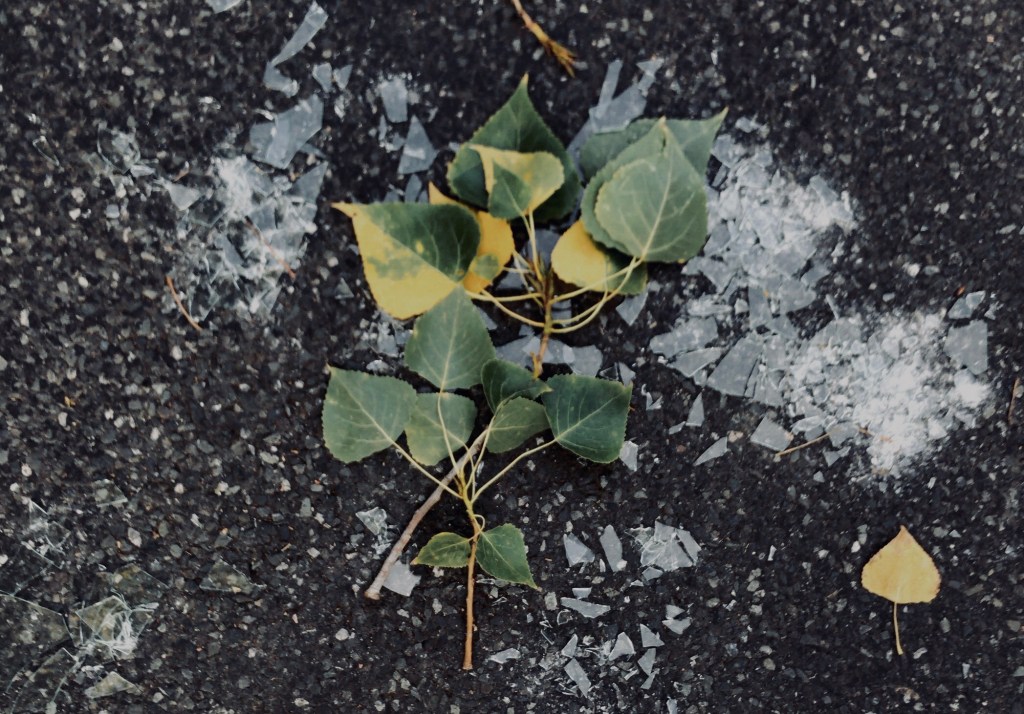 Nur wo Dinge&nbsp;sterben…