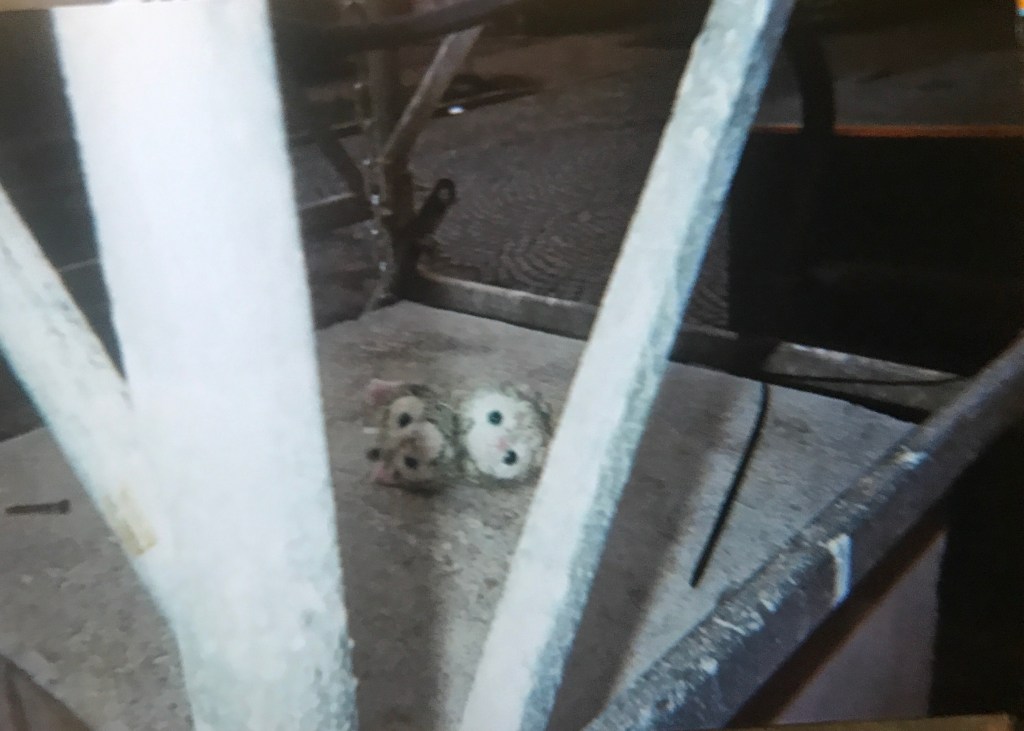 Ich hab‘ den Farbfilm verschossen&nbsp;#001